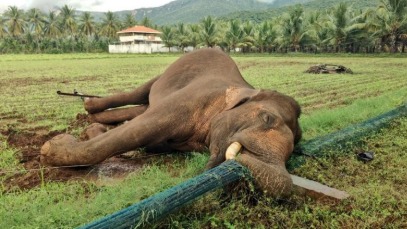 Elephant near broken electric pole in Coimbatore site of fatal accident