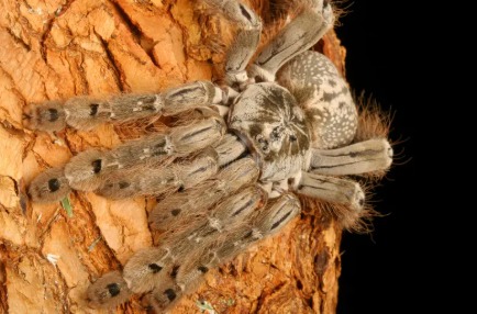 Indian Tarantula (Poecilotheria regalis) crawling on tree bark.