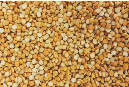 Indian farmer harvesting yellow peas in a field under bright sunlight