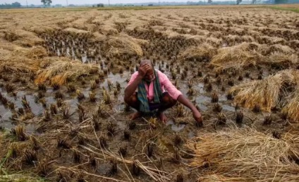 Farmer field in Madhya Pradesh damaged by unseasonal rain, symbolizing agrarian distress