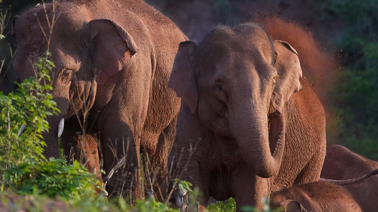 "Forestry officials inspecting the site where two elephants were electrocuted in Karnataka"