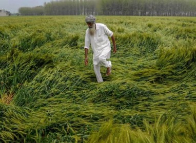 Madhya Pradesh farmers standing in flooded fields after unseasonal rain, with power poles and damaged crops in the background