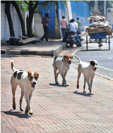 Stray dogs near a bus station platform with municipal team walking in to clear them, representing official removal drive