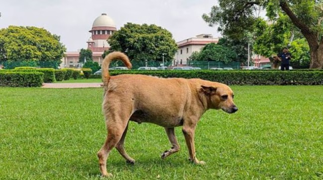 Supreme Court of India orders relocation of stray dogs from public areas to animal shelters