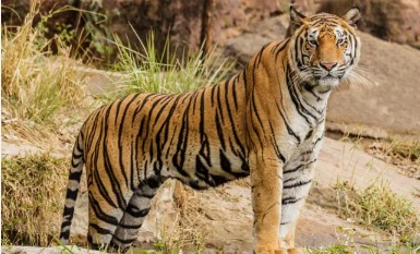 Forest area in Karnataka with a warning sign for tiger presence, highlighting recent attacks on villagers and farmers.