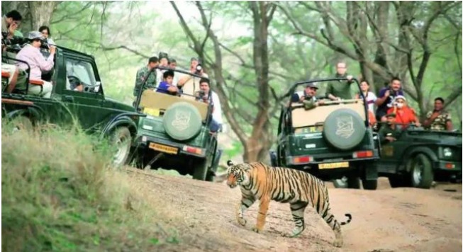 “farmer-tiger-attack-mysuru-district”