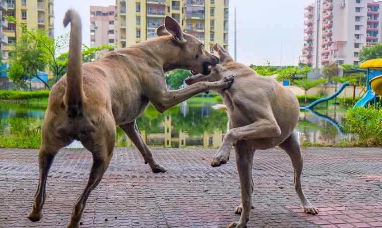 Street dog in Jaipur city streets representing animal welfare concerns