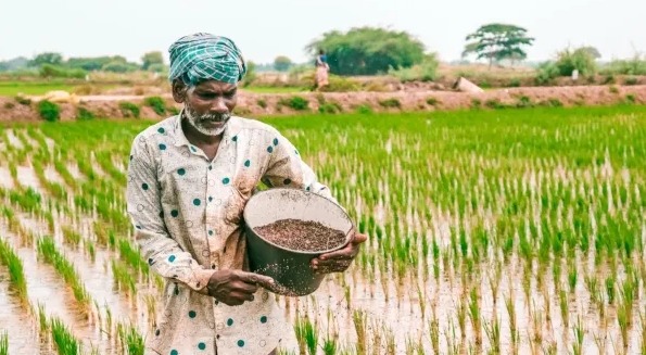 Indian farmer checking PM Kisan instalment details in rural farmland