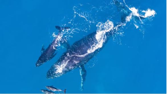 Whales and cancer research insights