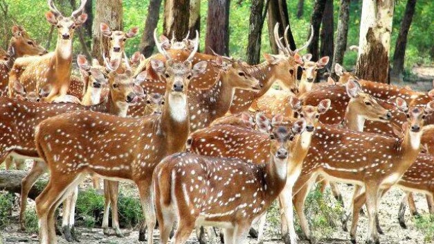Entrance of Puthur Zoological Park in Kerala, where stray dogs reportedly killed ten deer before the zoo’s public opening