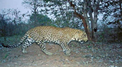 Leopard near a road close to Bannerghatta National Park highlighting urban–wildlife conflict.