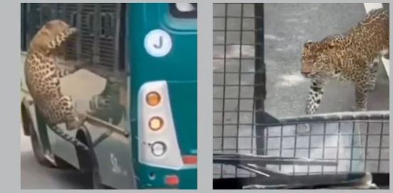Leopard climbs onto safari bus injuring Chennai woman during wildlife tour