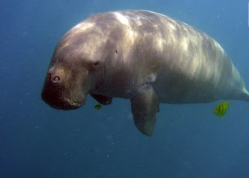 Dugong swimming in shallow seagrass habitat in India affected by human activities and coastal degradation