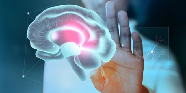 alt="Scientific explanation of why gravity does not age the brain and how the brain self-regulates blood flow"