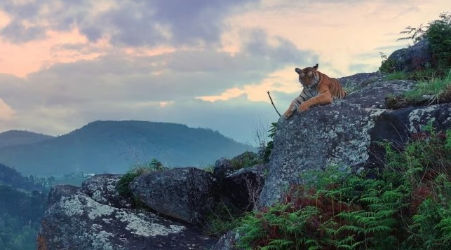 “Community-led tiger conservation in Indian forests with indigenous participation.”