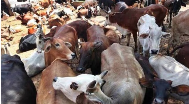 “UP Police arrest six cattle smugglers after encounter in Ghazipur”