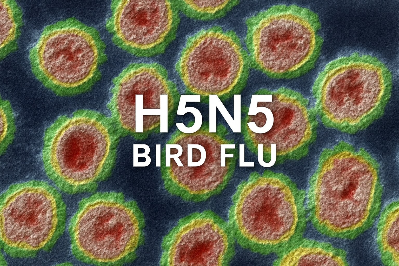 Microscopic view of H5N5 bird flu virus with global outbreak warning indicators