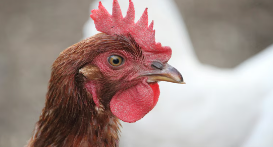 Microscopic view illustration of the H5N5 avian influenza virus used for pandemic risk analysis.