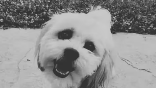 Representation of a police incident involving a deaf and blind dog leading to a high compensation settlement.