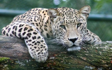 Forest officials searching for a leopard inside a residential compound in Jaipur