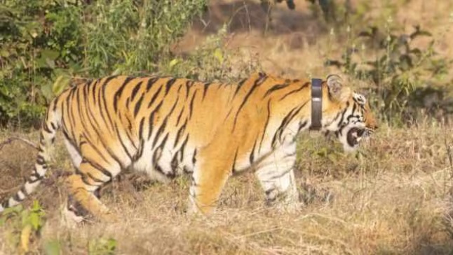 Queen of Sahyadri tigress released in Chandoli National Park Maharashtra wildlife conservation