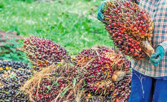 Palm oil fruits and containers showing market price decline