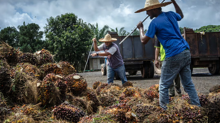 “Crude palm oil in a processing facility with trading charts overlay”