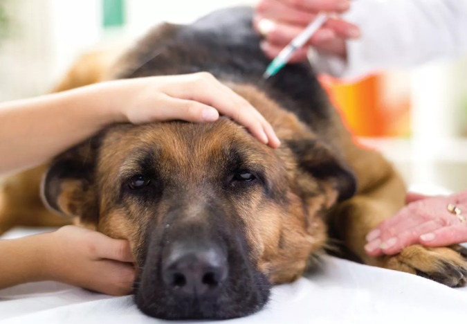 Veterinarian vaccinating a dog to prevent rabies infection