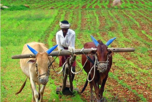 Illustration showing India’s progression from early genetic modification to advanced CRISPR-based genome editing.