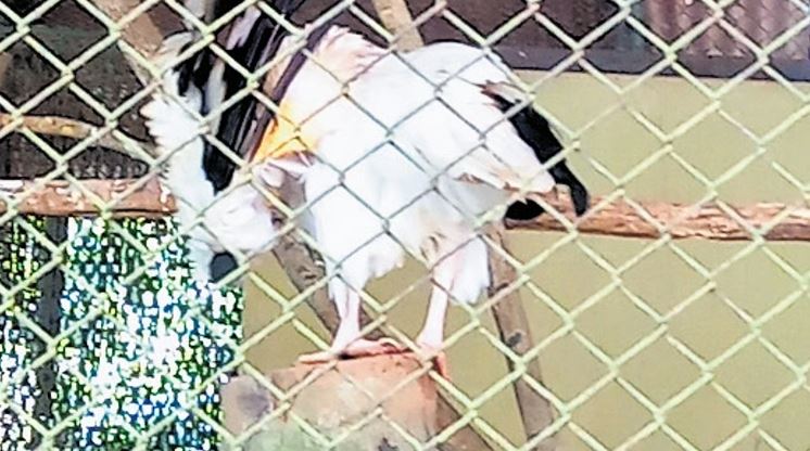 Bird species at Pilikula Zoo waiting for companions in conservation enclosures