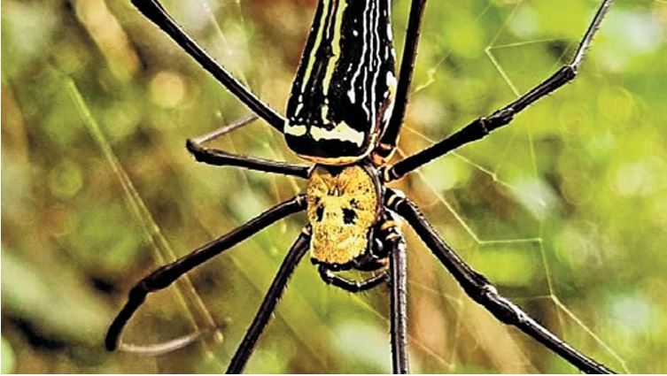 rare-spider-species-proposed-name-lord-hanuman