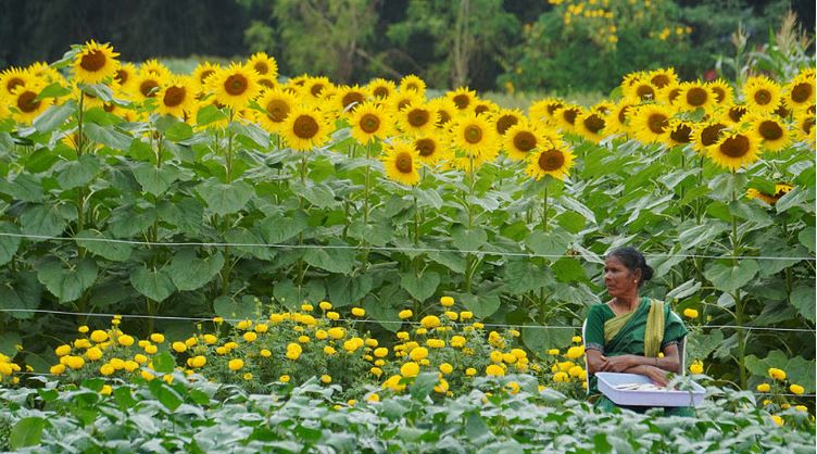 Protest against proposed international flower market at GKVK campus in Karnataka