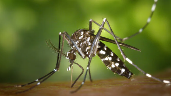 Delhi NCR winter dengue and malaria rise – health trends and prevention guide