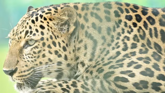 Forest officers advising villagers after leopard attack in Gujarat