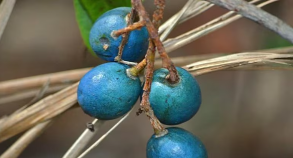 “Blue quandong fruit on branch”
