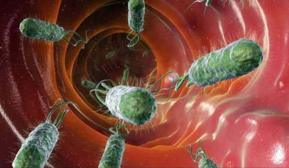 Illustration showing how pesticides and pollutants damage healthy gut bacteria