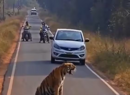 “Tiger cub blocking the road and stopping traffic inside Tadoba National Park in Maharashtra.”